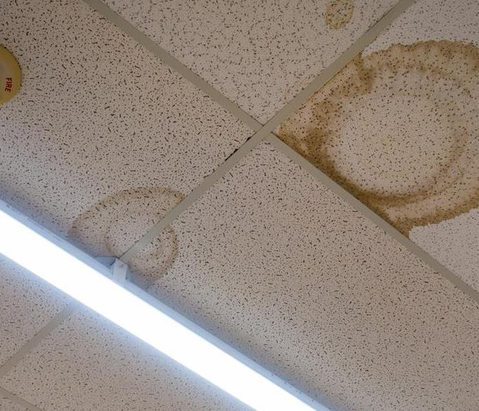 Mold on a ceiling in a building. 